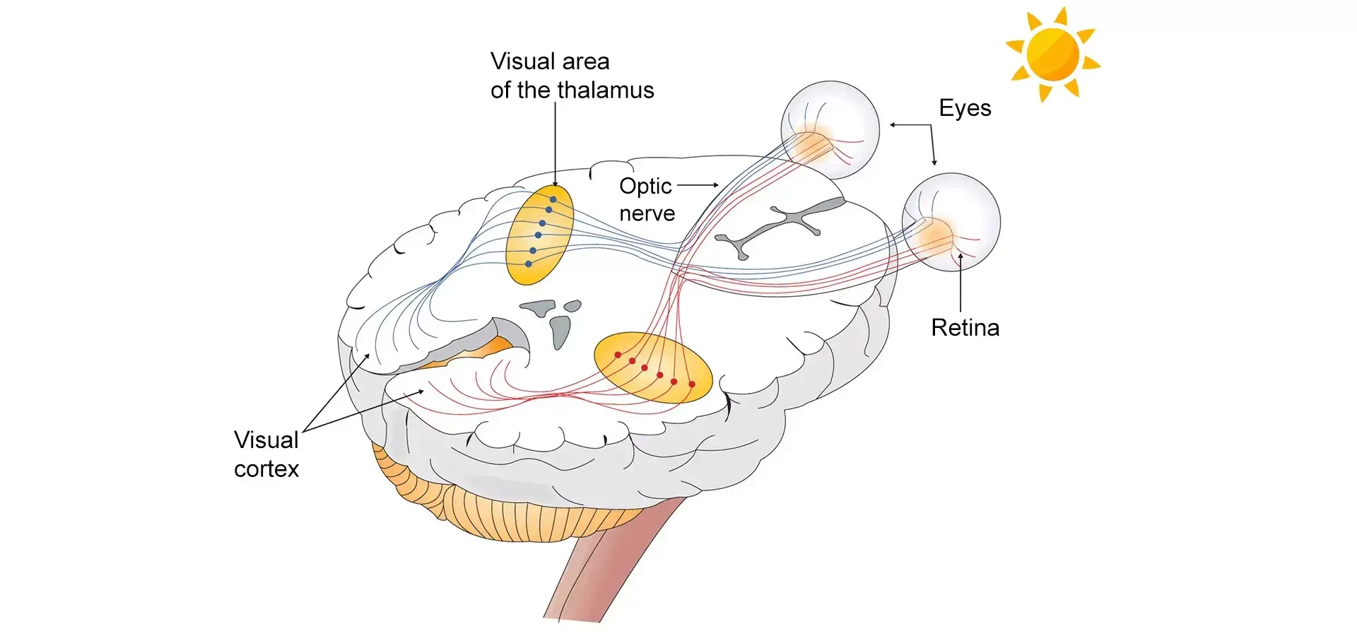 Optic nerves connecting human eyes to the brain.